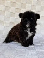 Lucy, a female Yorkshire Terrier and Poodle - Toy  for sale in Duncan, OK – 6 of 7