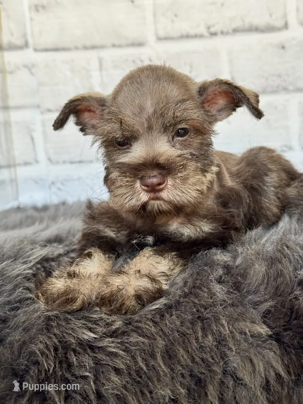 Sassy – Miniature Schnauzer puppy for sale in Duncan, OK