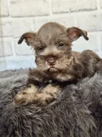 Sassy, a female Miniature Schnauzer for sale in Duncan, OK – 1 of 6