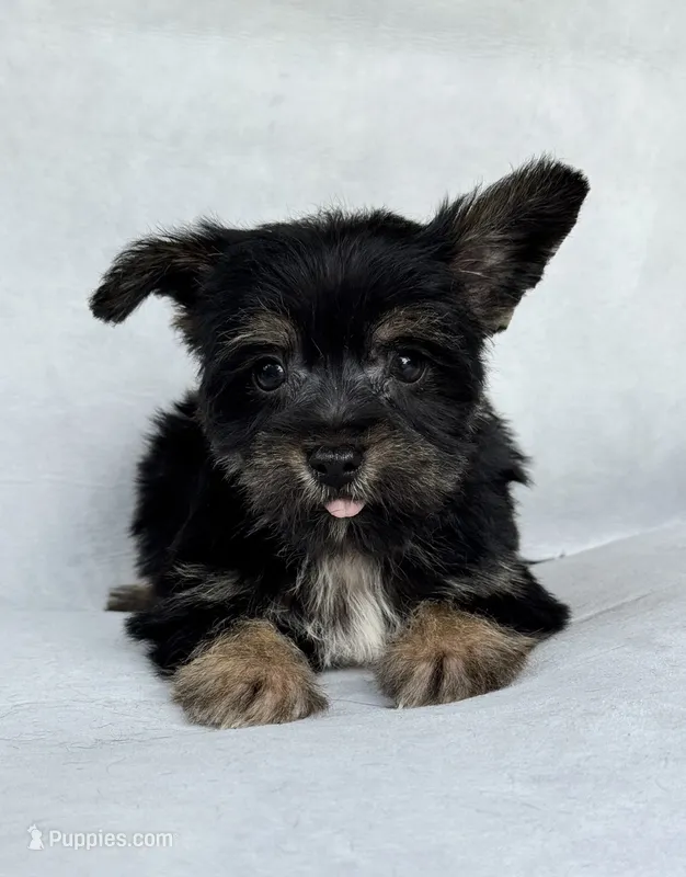 Raven – Miniature Schnauzer, Yorkshire Terrier puppy for sale in Duncan, OK