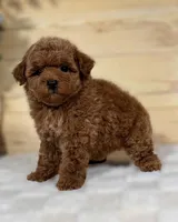 Scarlett, a female Poodle - Toy  for sale in Duncan, OK – Photo 2 of 6