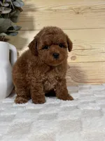 Scarlett, a female Poodle - Toy  for sale in Duncan, OK – Photo 4 of 6