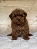 Scarlett, a female Poodle - Toy  for sale in Duncan, OK – Photo 5 of 6