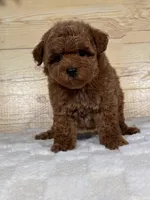 Scarlett, a female Poodle - Toy  for sale in Duncan, OK – Photo 6 of 6