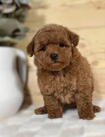 Scarlett, a female Poodle - Toy  for sale in Duncan, OK – Photo 1 of 6