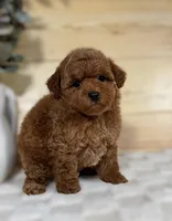 Scarlett, a female Poodle - Toy  for sale in Duncan, OK – Photo 3 of 6