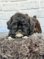 Toby, a male Shih Tzu and Poodle - Toy  for sale in Duncan, OK – 2 of 6