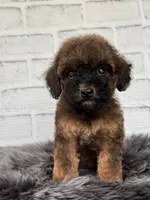 Rusty, a male Cocker Spaniel and Poodle - Toy  for sale in Duncan, OK – 6 of 6