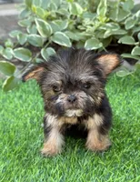 Gabbie, a female Maltese and Yorkshire Terrier for sale in Duncan, OK – Photo 4 of 7