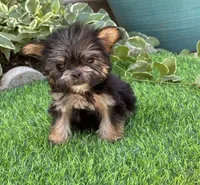 Gabbie, a female Maltese and Yorkshire Terrier for sale in Duncan, OK – Photo 6 of 7