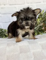 Gabbie, a female Maltese and Yorkshire Terrier for sale in Duncan, OK – Photo 3 of 7
