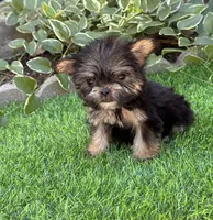 Gabbie, a female Maltese and Yorkshire Terrier for sale in Duncan, OK – Photo 7 of 7