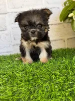 Gabbie, a female Maltese and Yorkshire Terrier for sale in Duncan, OK – Photo 2 of 7