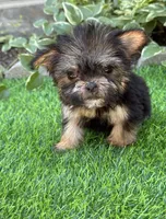 Gabbie, a female Maltese and Yorkshire Terrier for sale in Duncan, OK – Photo 5 of 7