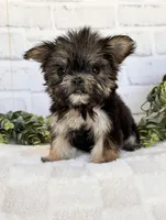 Gabbie, a female Maltese and Yorkshire Terrier for sale in Duncan, OK – Photo 1 of 7