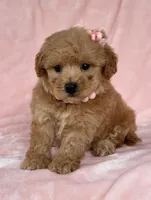 Molly, a female Poodle - Toy  for sale in Duncan, OK – Photo 2 of 5