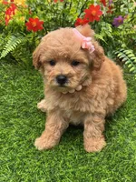 Molly, a female Poodle - Toy  for sale in Duncan, OK – Photo 4 of 5