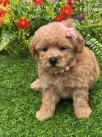 Molly, a female Poodle - Toy  for sale in Duncan, OK – Photo 5 of 5