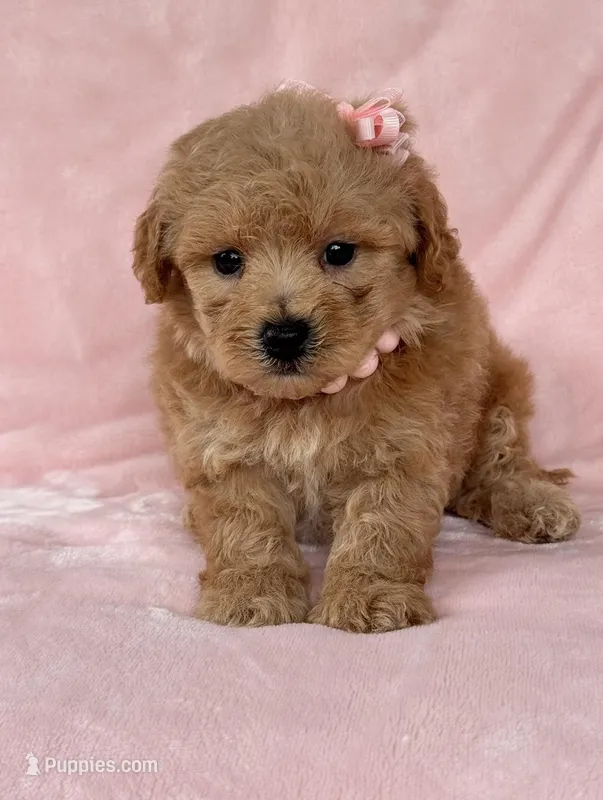 Molly – Poodle - Toy  puppy for sale in Duncan, OK