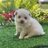 Charlie , a male Yorkshire Terrier and Poodle - Toy  for sale in Duncan, OK – 4 of 6