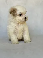 Max, a male Shihpoo for sale in Duncan, OK – 2 of 4