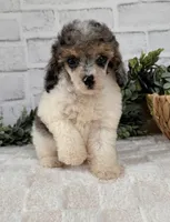 Sky, a female Poodle - Toy  for sale in Duncan, OK – Photo 10 of 10