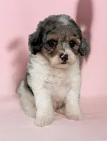 Sky, a female Poodle - Toy  for sale in Duncan, OK – Photo 3 of 10