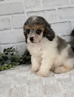 Sky, a female Poodle - Toy  for sale in Duncan, OK – Photo 7 of 10