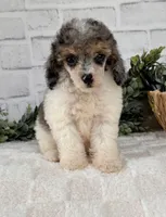 Sky, a female Poodle - Toy  for sale in Duncan, OK – Photo 8 of 10