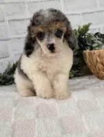 Sky, a female Poodle - Toy  for sale in Duncan, OK – Photo 2 of 10