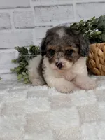 Sky, a female Poodle - Toy  for sale in Duncan, OK – Photo 6 of 10