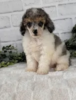 Sky, a female Poodle - Toy  for sale in Duncan, OK – Photo 9 of 10