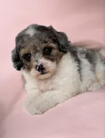 Sky, a female Poodle - Toy  for sale in Duncan, OK – Photo 5 of 10