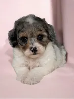 Sky, a female Poodle - Toy  for sale in Duncan, OK – Photo 4 of 10