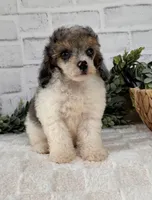 Sky, a female Poodle - Toy  for sale in Duncan, OK – Photo 1 of 10
