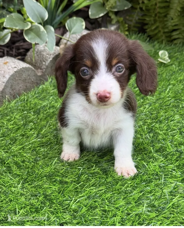 Twix – Miniature Dachshund puppy for sale in Duncan, OK