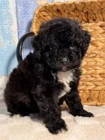 Pepper, a female Cockapoo for sale in Duncan, OK – Photo 6 of 6