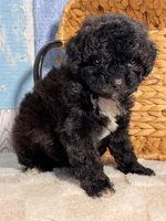 Pepper, a female Cockapoo for sale in Duncan, OK – Photo 4 of 6