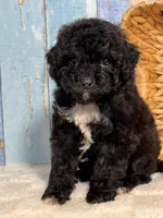 Pepper, a female Cockapoo for sale in Duncan, OK – Photo 3 of 6