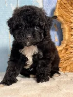 Pepper, a female Cockapoo for sale in Duncan, OK – Photo 2 of 6