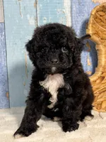 Pepper, a female Cockapoo for sale in Duncan, OK – Photo 1 of 6