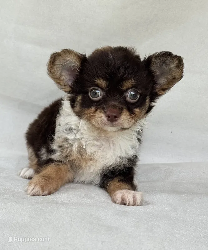 Gadget – Chihuahua puppy for sale in Duncan, OK