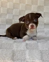 Rambo, a male Chihuahua for sale in Duncan, OK – 3 of 7