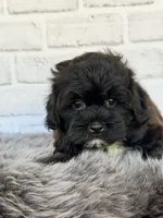 Baxter, a male Shih Tzu and Poodle - Toy  for sale in Duncan, OK – 4 of 7