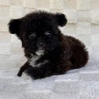 Lucy, a female Yorkshire Terrier and Poodle - Toy  for sale in Duncan, OK – 5 of 7