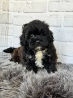 Baxter, a male Shih Tzu and Poodle - Toy  for sale in Duncan, OK – 5 of 7
