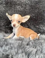 Pip, a male Chihuahua for sale in Duncan, OK – 3 of 6