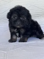 Bear, a male Yorkshire Terrier and Poodle - Toy  for sale in Duncan, OK – 6 of 7