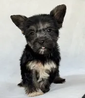 Shadow, a male Miniature Schnauzer and Yorkshire Terrier for sale in Duncan, OK – 3 of 6