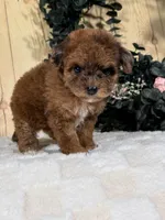 Hatti, a female Cocker Spaniel and Poodle - Toy  for sale in Duncan, OK – Photo 3 of 6